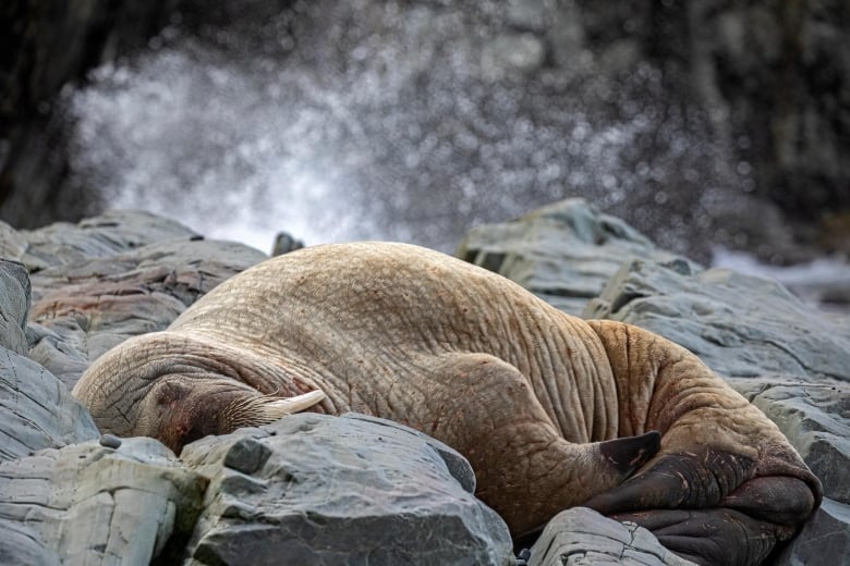 Walrus makes a rare appearance on N.L. beach — and draws a crowd