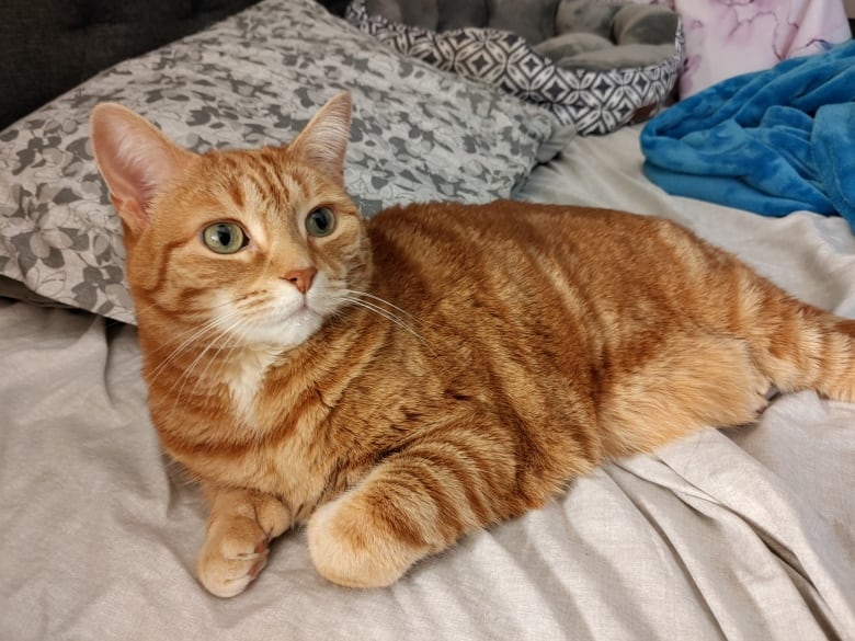 A content orange cat lounges on a bed covered in pillows.