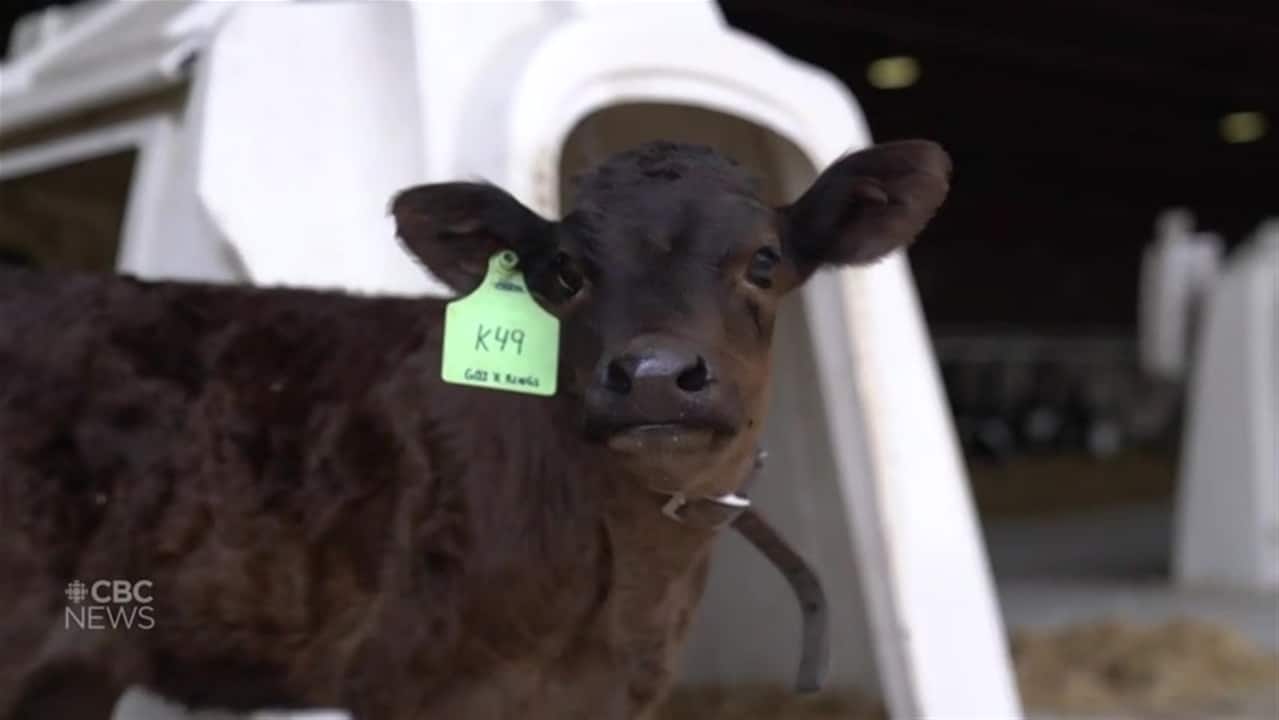 how an ottawa beef farmer ended up raising some of the worlds priciest cattle 2