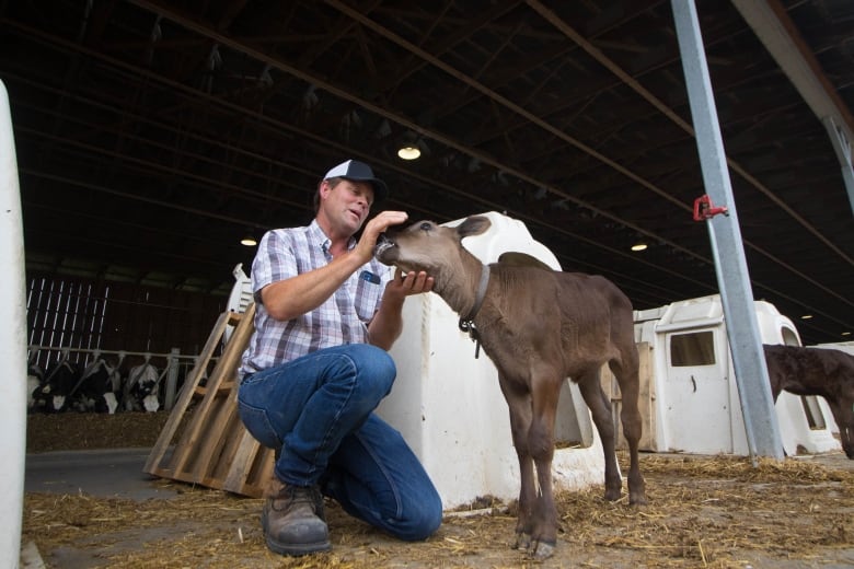 how an ottawa beef farmer ended up raising some of the worlds priciest cattle 3