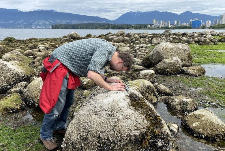 A marine biologist on a beach, examining rocks.