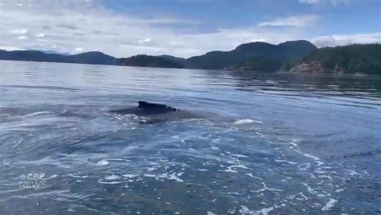 b c women get an up close encounter with humpback whale off coast of vancouver island