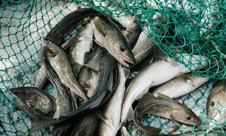 Fish still missing, traditions extinct 30 years after N.L. cod moratorium