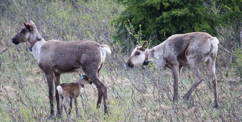 Here's how caribou matchmaking — and a stud book — could help save Alberta's dwindling herds