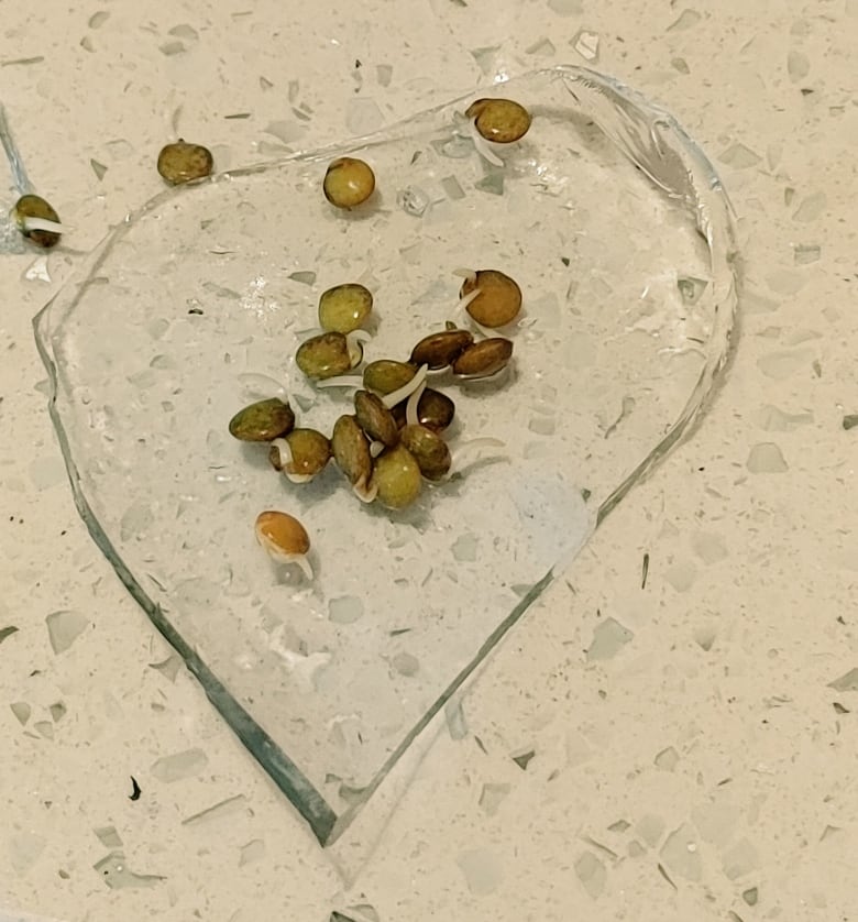 Lentil seeds on top of a heart-shaped fragment of glass.