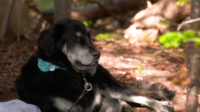 A large black dog with a leash and teal bandana reclines on the ground in Pippy Park.