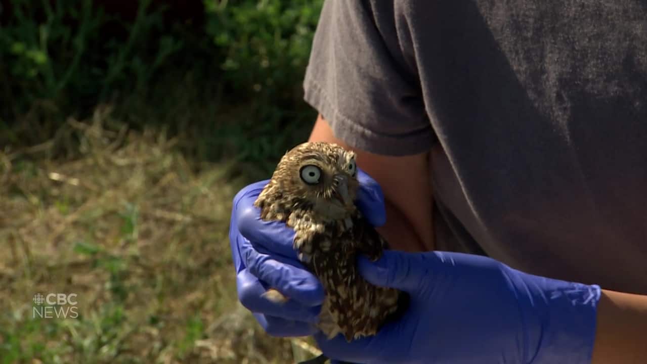banding baby burrowing owls the best day of the year though fate of endangered species uncertain 1