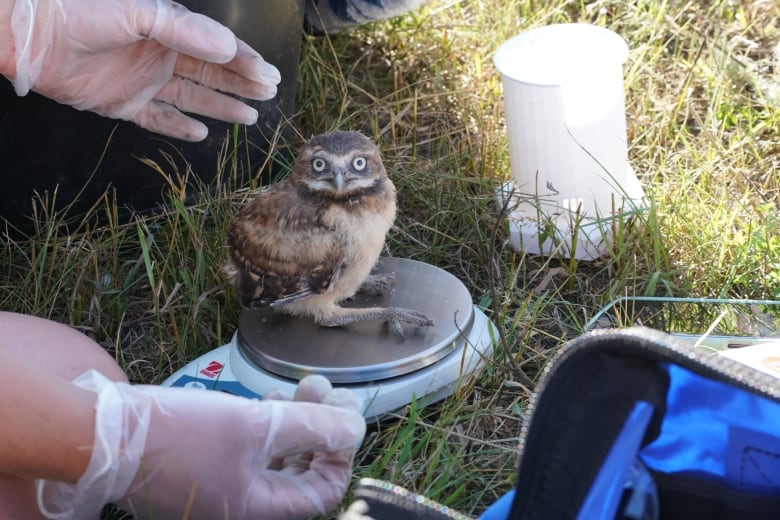 banding baby burrowing owls the best day of the year though fate of endangered species uncertain 4