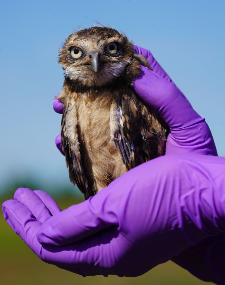 Hands in purple gloves hold a small owl.