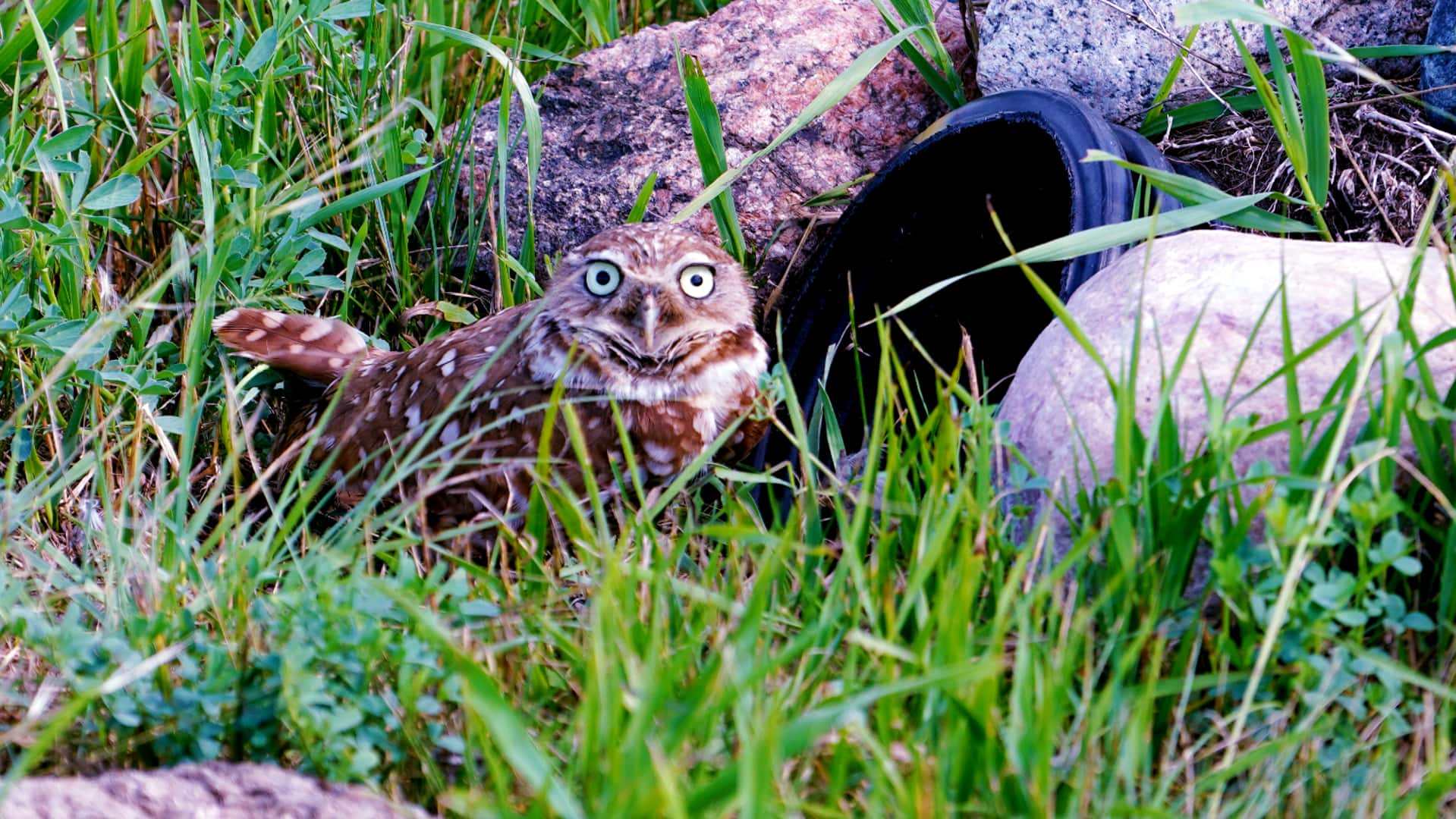banding baby burrowing owls the best day of the year though fate of endangered species uncertain 7