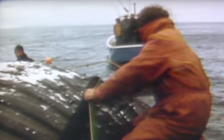 new ropeless fishing technology which can help save whales tested off newfoundland