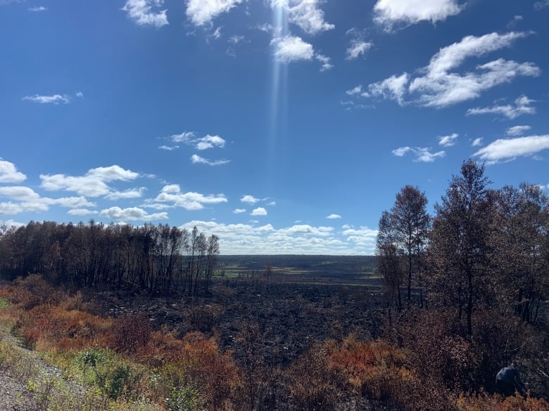 A landscape shot of the aftermath of a forest fire. Charred land and blackened trees sit under a bright blue sky.