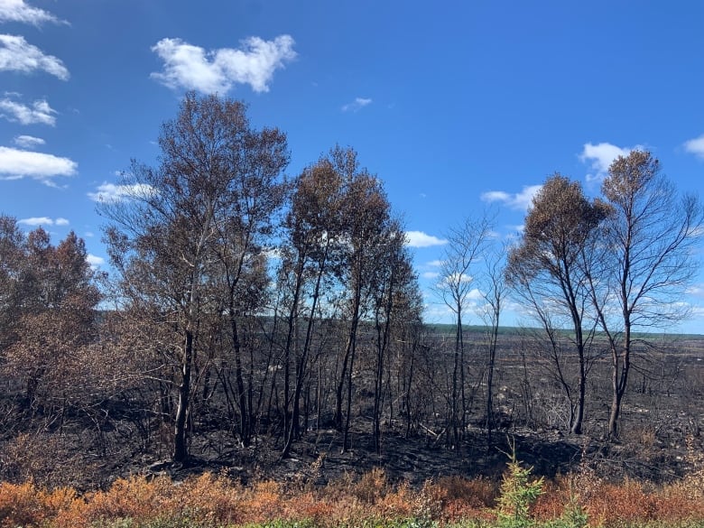 Charred black trees sit under a blue sky following a forest fire in central Newfoundland.