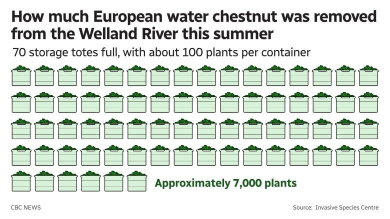 Graph shows how much European water chestnut was removed from the Welland River in summer 2022: approximately 7,000 plants.