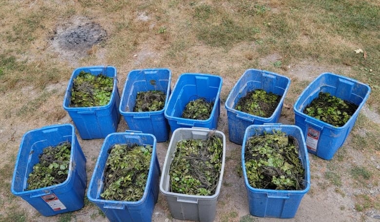 Nine plastic tote containers sit on the grass, full of European water chestnut pulled from the Welland River