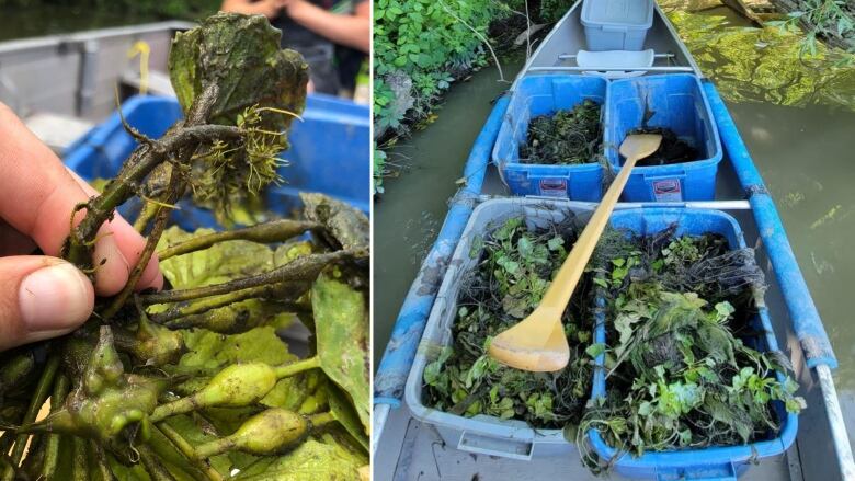 A hand hold one of the European water chestnut plants pulled from the Welland River, while a canoe is full of buckets with yanked European water chestnut