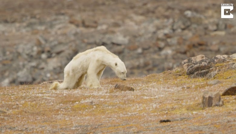 the polar bear became an accidental icon of climate change is it time to rethink that 3
