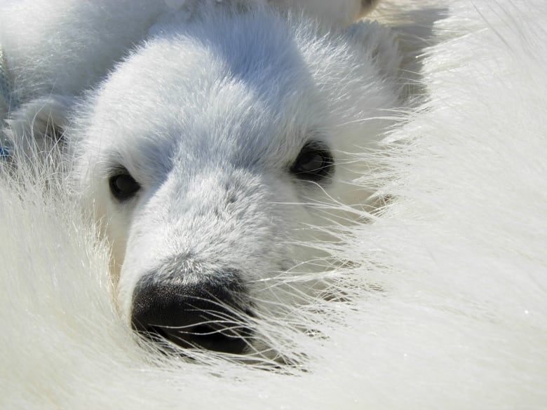 the polar bear became an accidental icon of climate change is it time to rethink that