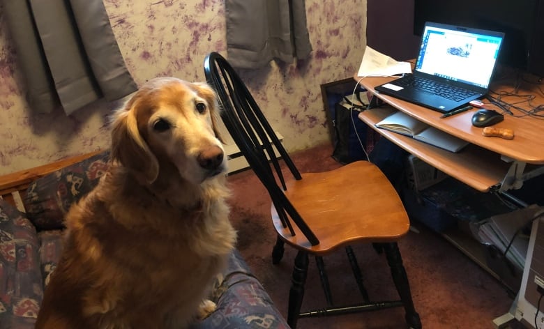 A golden retriever looks at the camera beside an open laptop.