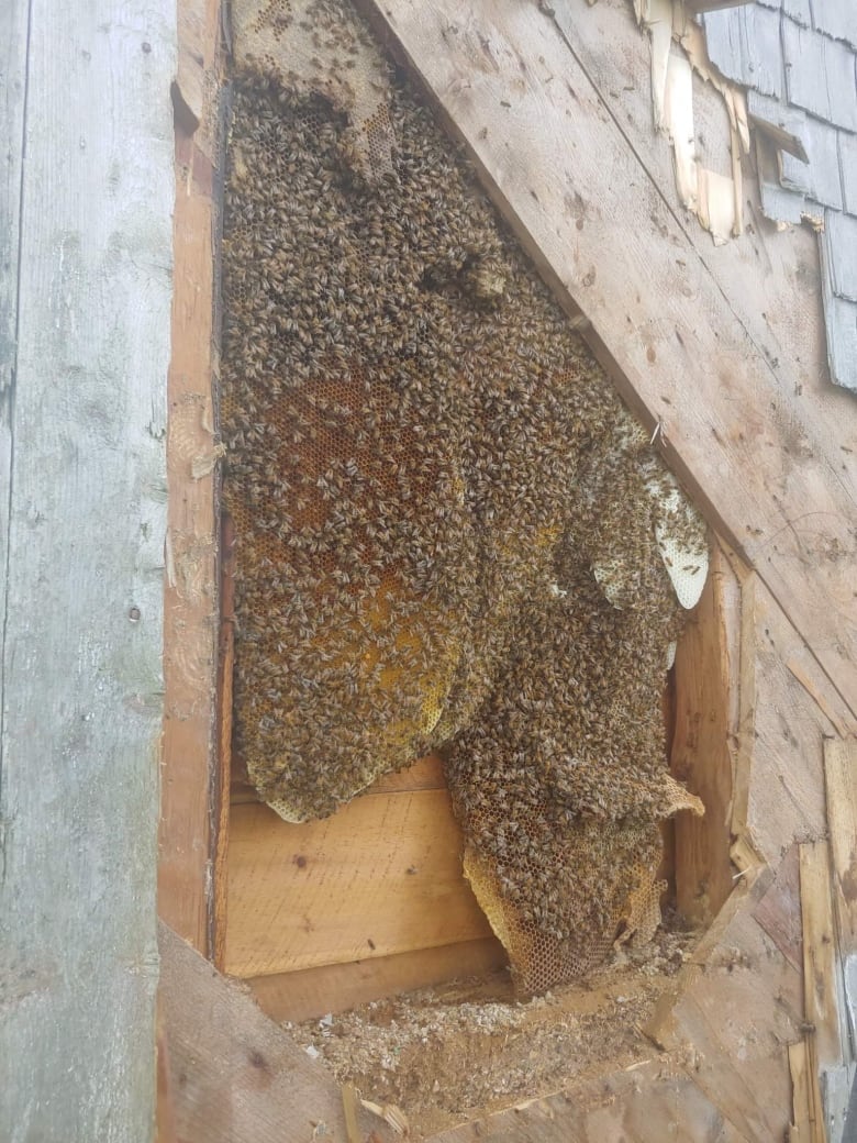 thousands of bees were removed from a cape breton home and welcomed by a local business