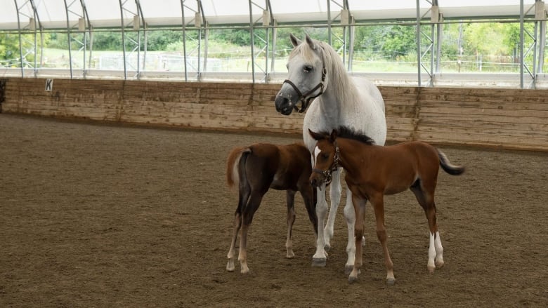 A grey mare with two brown foals.