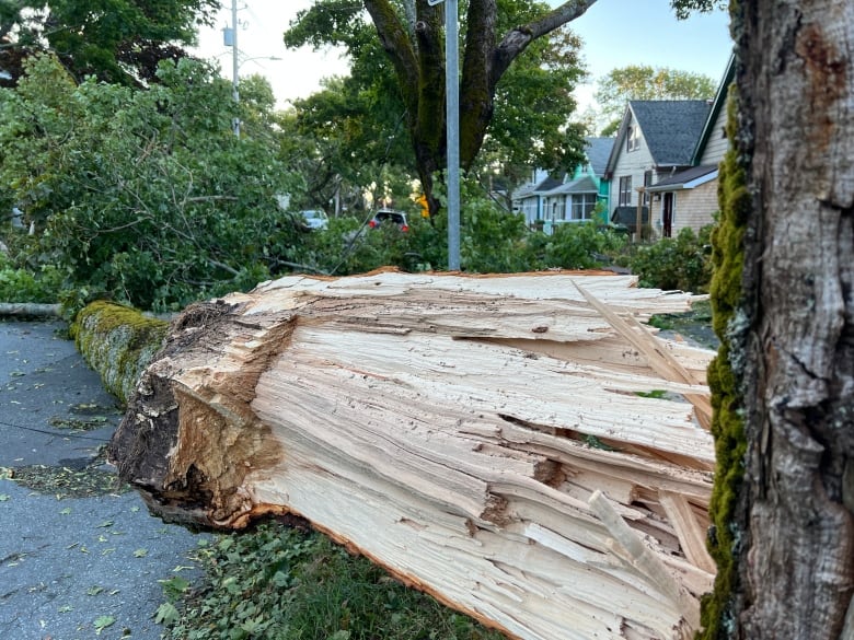 A large tree blocks a street.