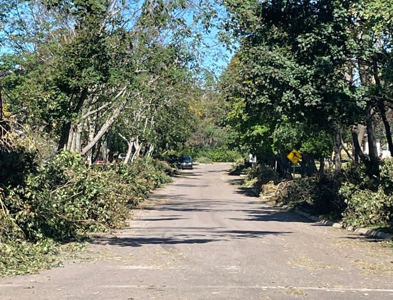 A street lined with brush.