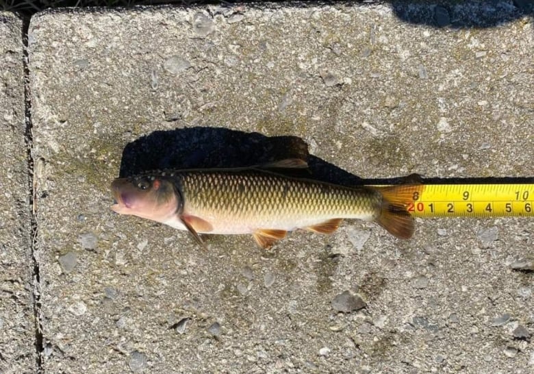 A fish lies on a measuring tape
