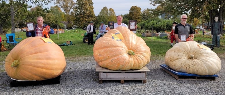 Three men stand behind three different giant pumpkins.