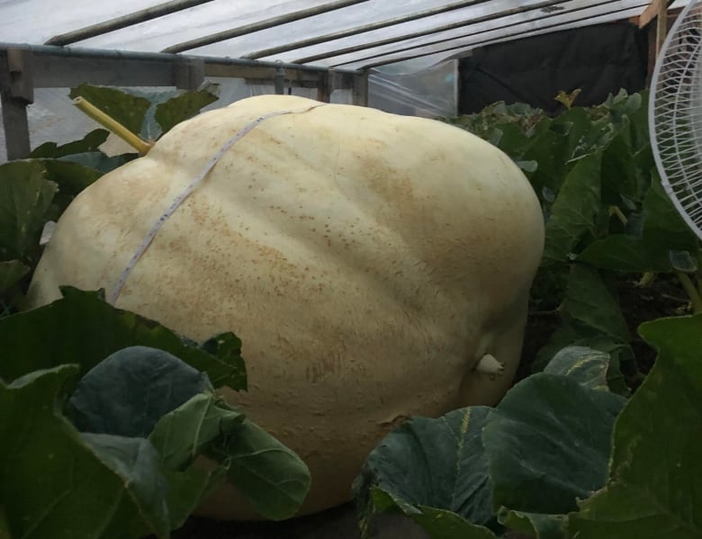 A giant pumpkin.