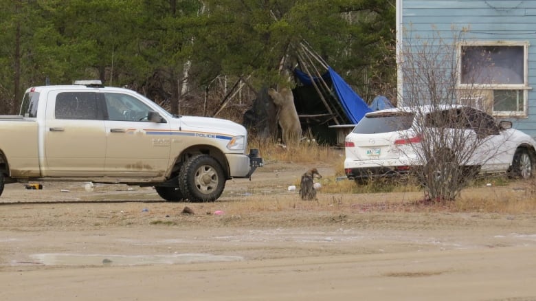 polar bear on the loose in northern manitoba first nation more than 100 kilometres from coast 1