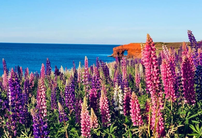 Pink and purple lupins against a backdrop of red sandstone cliffs.