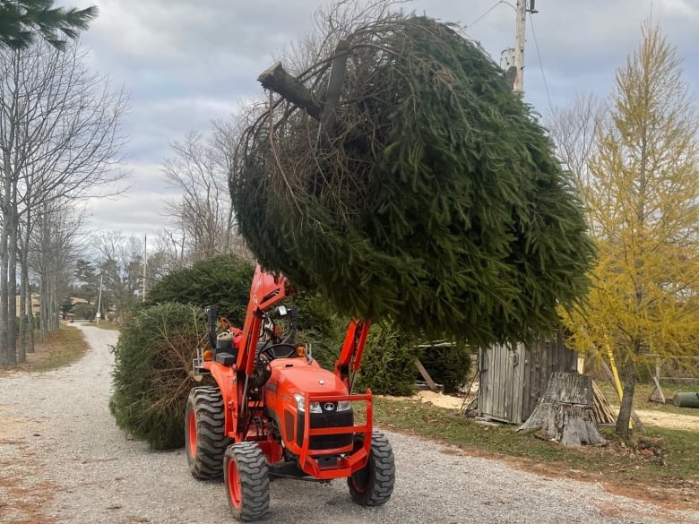 Red tractor moving a huge, very full, Christmas tree. 