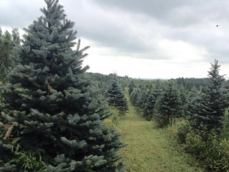 A view of pine trees growing on a farm. 