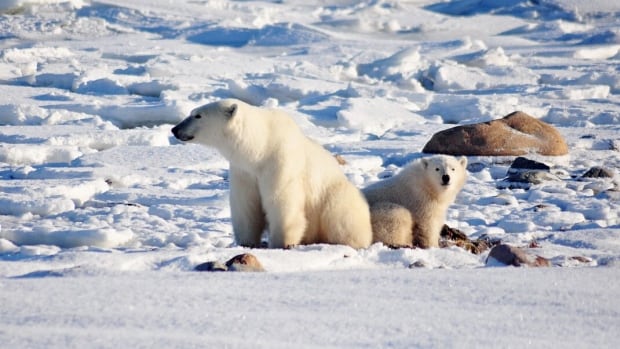 polar bear decline in western hudson bay a lot larger than expected researcher says