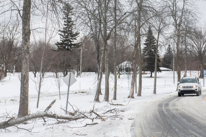 A fallen tree is shown next to a road that is covered in snow.