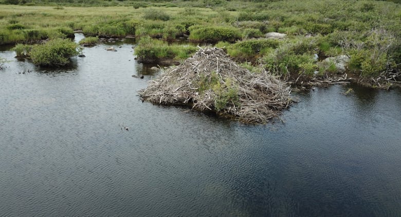 A beaver dam sits on the edge of a river. 