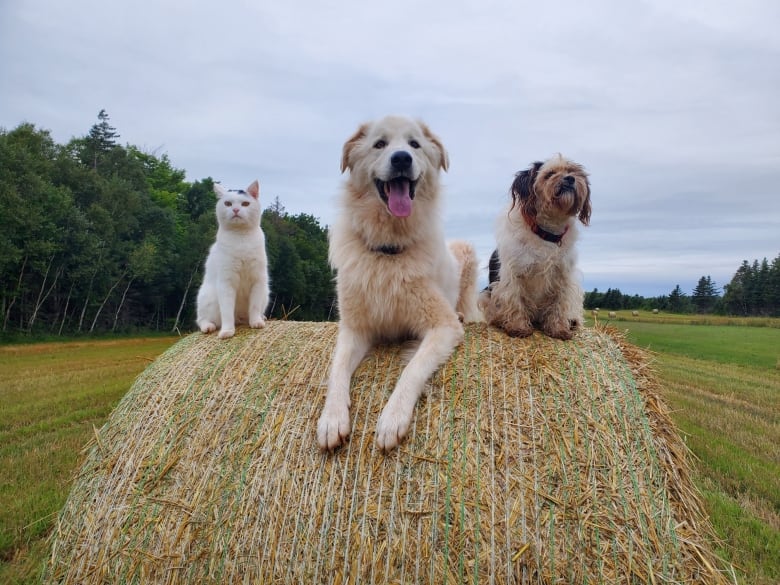 A calico cat and two dog - on big and one small- sit on top of a bail in Prince Edward Island. 