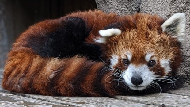 red panda at calgary zoo dies after extremely long life