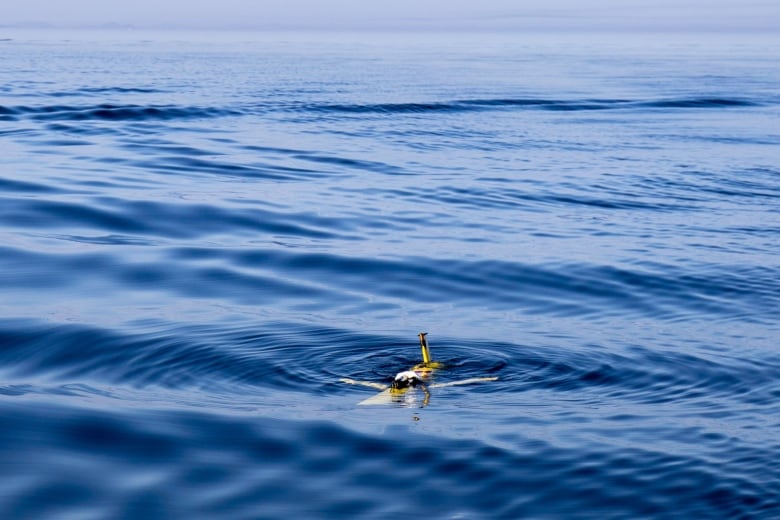 An underwater drone shaped like a small yellow plane breaks the surface of a calm ocean.