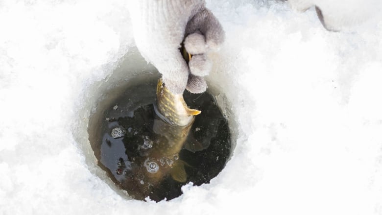 A hand pulls a fish out out of an ice fishing hole.
