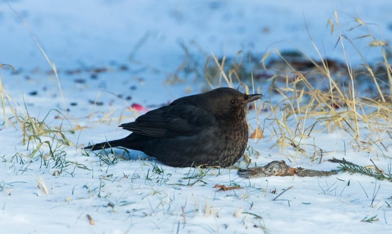 A small, black bird sits on white snow with flecks of green grass poking up through the snow.