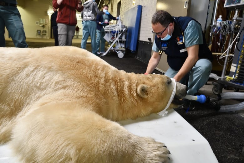 A polar bear lies on his stomach with an intubation tube in his mouth.