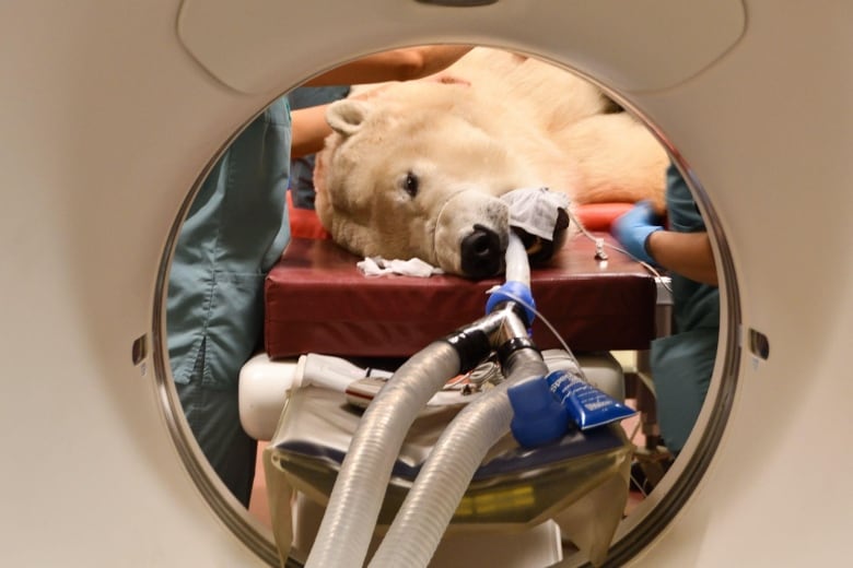 A intubated polar bear lies on a medical table. 
