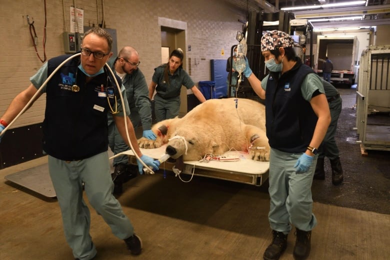 Veterinary staff roll a polar bear down a hallway on a bed. One is holding an IV. 