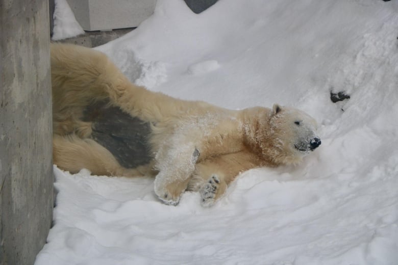 A polar bear lays on his side, his face covered in snow. 