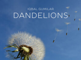 Dandelions Free Mp3 Download