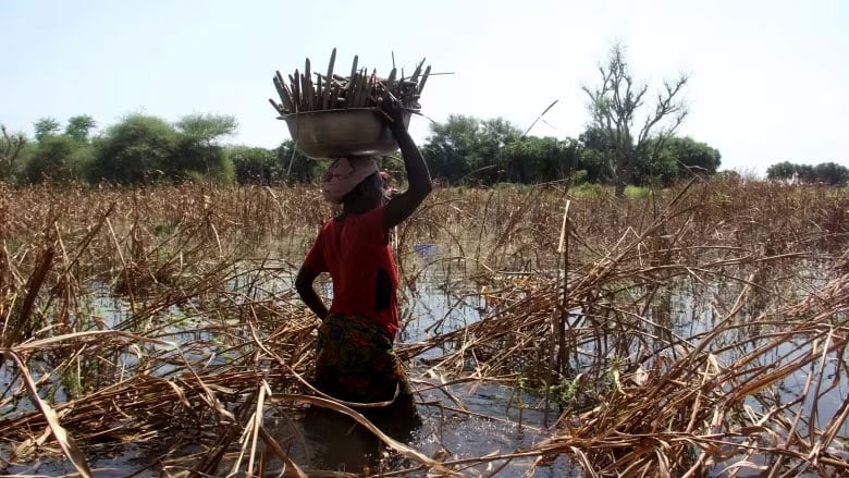 A woman walks through a flooded field with basked balanced on her head.