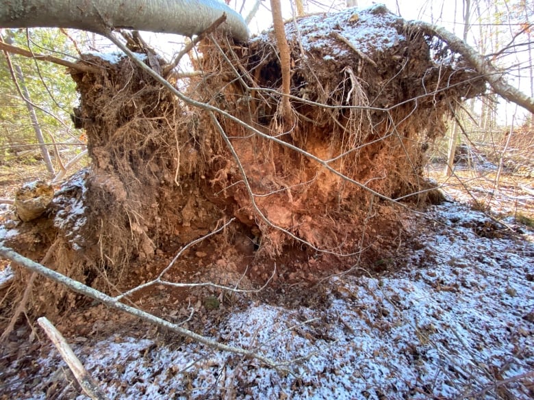 Giant tree root system torn out of red dirt ground. 