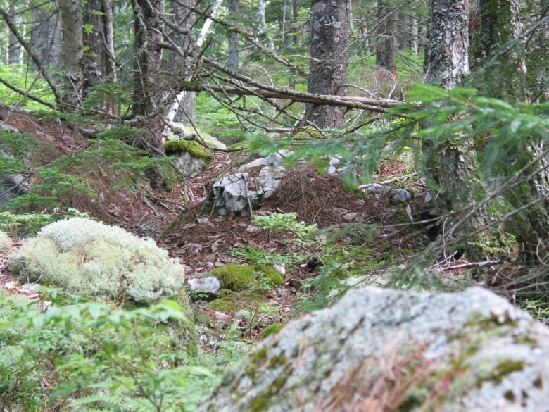 A forest floor with outcroppings of rock.